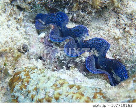 岩の間に生息する青いヒメシャコガイ(Tridacna crocea) 岩の間に生息する青いヒメシャコガイ(Tridacna crocea) 107719162