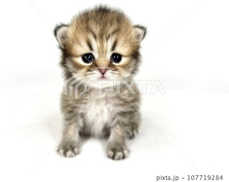 ペルシャの子猫 107719284