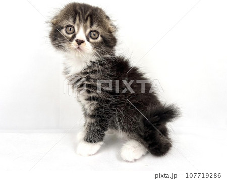 スコティッシュフォールドの子猫 107719286