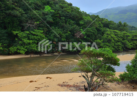 石垣島の吹通川マングローブ郡落 石垣島の吹通川マングローブ郡落 107719415