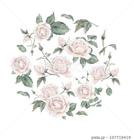 Watercolor white tea rose wreath. hand drawing illustration , isolated white background, flower clipart. for design wedding invitations, anniversary, birthday, postcards, greetings 107719419