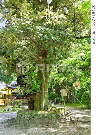 京都 上賀茂神社　睦の木 107719420
