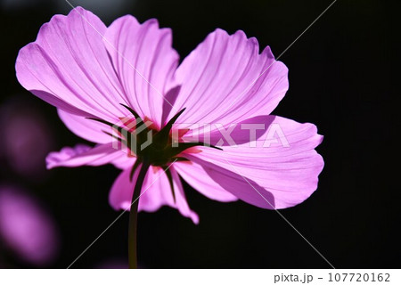 逆光に輝くコスモス 107720162