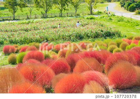 愛知牧場、紅葉するコキア〈愛知県日進市〉 107720378