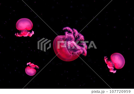 macro photography underwater rhizostoma luteum jellyfish macro photography underwater rhizostoma luteum jellyfish 107720959
