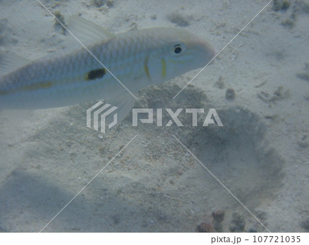 海の砂地を泳ぐモンツキアカヒメジ（Mulloidichthys flavolineatus） 107721035