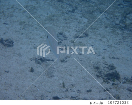 海の砂地を泳ぐモンツキアカヒメジ（Mulloidichthys flavolineatus） 107721038