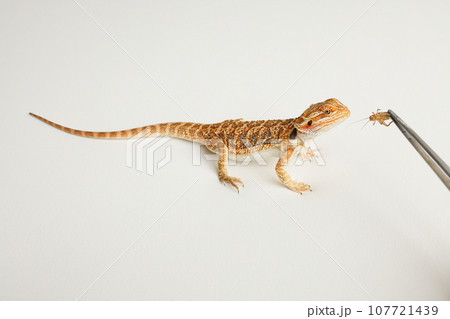 Bearded dragon, pogona vitticeps, isolated on white background, Tiger Pattern Morphs. Professional studio macro photography Feeding a lizard grasshoppers and crickets using metal tweezers. 107721439