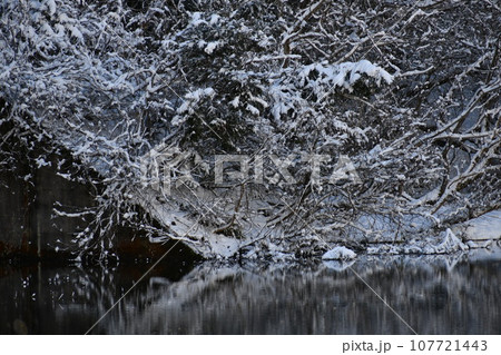 雪化粧をまとった水面の上の白い森 雪化粧をまとった水面の上の白い森 107721443