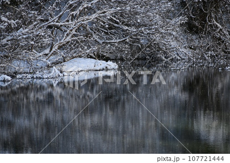 白い雪が積もった森が反射している冬の山形の景色 白い雪が積もった森が反射している冬の山形の景色 107721444