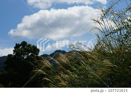 秋の空とすすき 107721615