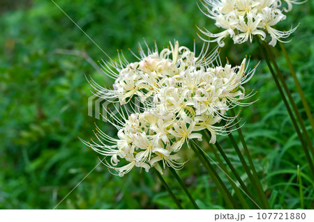 白花曼珠沙華 107721880