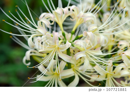 白花曼珠沙華 107721881