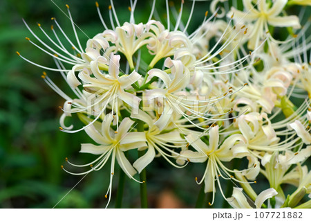 白花曼珠沙華 白花曼珠沙華 107721882