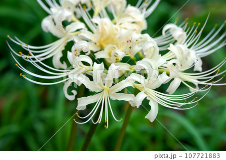 白花曼珠沙華 白花曼珠沙華 107721883