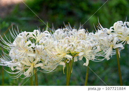 白花曼珠沙華 白花曼珠沙華 107721884