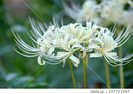 白花曼珠沙華 白花曼珠沙華 107721887