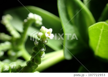夜間にライトアップされたモンパノキの白い花(Heliotropium foertherianum ) 夜間にライトアップされたモンパノキの白い花(Heliotropium foertherianum ) 107722953