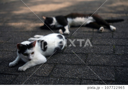 寝そべるノラ猫のカップル 寝そべるノラ猫のカップル 107722965
