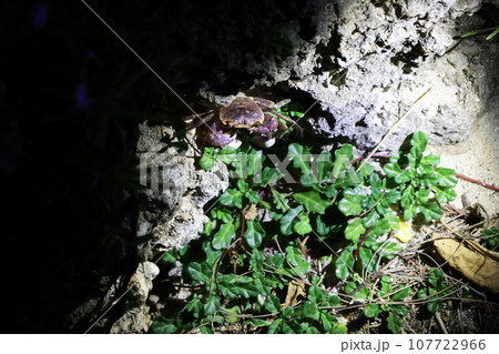 夜間の磯、植物が生える岩場で出会ったカクレイワガニ(Geograpsus grayi) 夜間の磯、植物が生える岩場で出会ったカクレイワガニ(Geograpsus grayi) 107722966