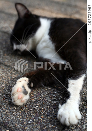 寝そべるノラ猫 107722967