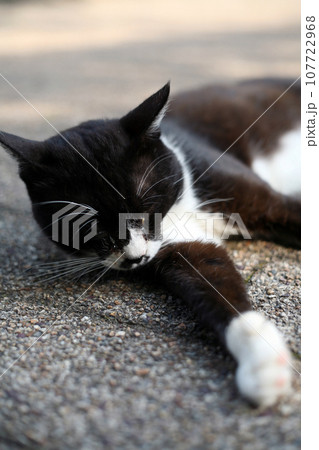 寝そべるノラ猫 寝そべるノラ猫 107722968