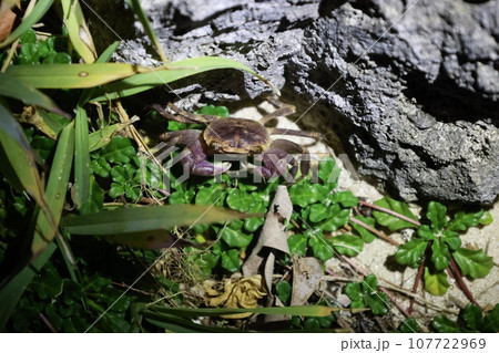 夜間の磯、植物が生える岩場で出会ったカクレイワガニ(Geograpsus grayi) 夜間の磯、植物が生える岩場で出会ったカクレイワガニ(Geograpsus grayi) 107722969