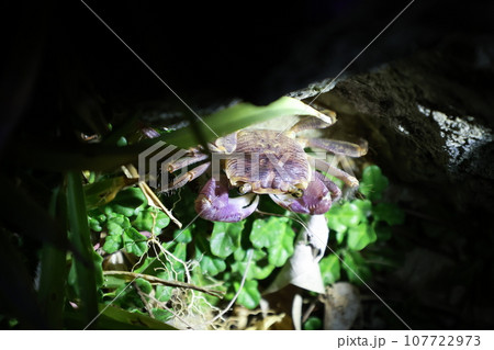 夜間の磯、植物が生える岩場で出会ったカクレイワガニ（Geograpsus grayi） 107722973