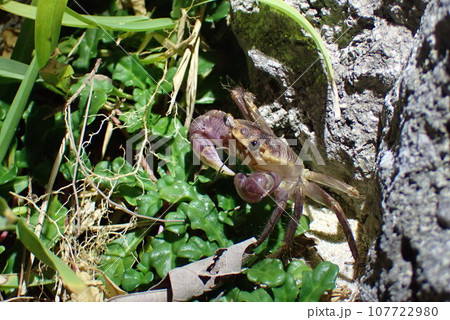 夜間の磯、植物が生える岩場で出会ったカクレイワガニ(Geograpsus grayi) 夜間の磯、植物が生える岩場で出会ったカクレイワガニ(Geograpsus grayi) 107722980