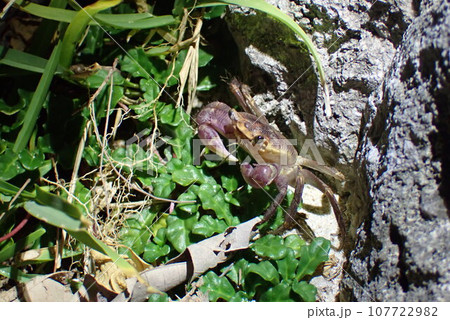 夜間の磯、植物が生える岩場で出会ったカクレイワガニ(Geograpsus grayi) 夜間の磯、植物が生える岩場で出会ったカクレイワガニ(Geograpsus grayi) 107722982