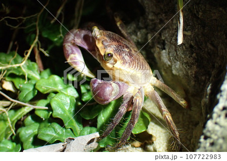 夜間の磯、植物が生える岩場で出会ったカクレイワガニ(Geograpsus grayi) 夜間の磯、植物が生える岩場で出会ったカクレイワガニ(Geograpsus grayi) 107722983