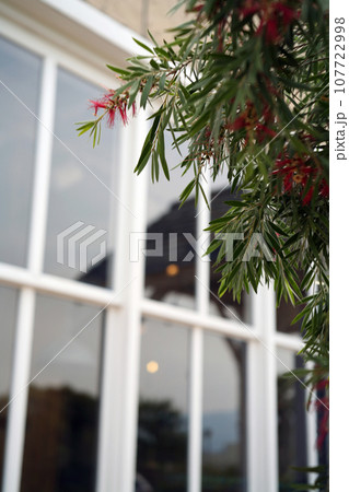 ブラシの木の花 107722998