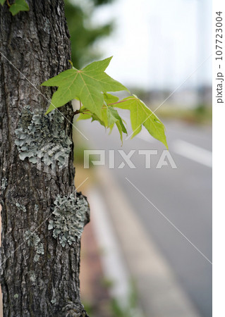 街路樹の新芽 107723004