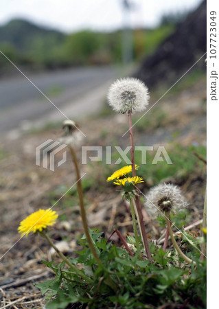 畦道のたんぽぽ 107723049