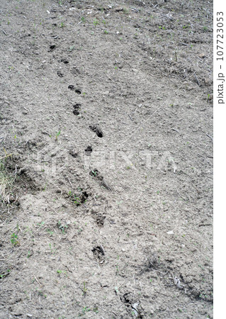 野生動物の足跡 107723053