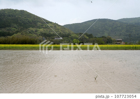 田植えを待つ水田とトンビ 107723054