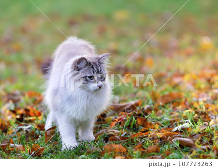birman cat in nature 107723263