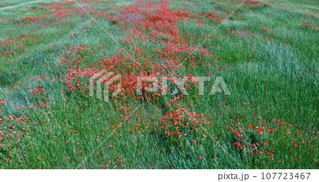 Many poppies bloom in the field on a sunny day, aerial view. 107723467