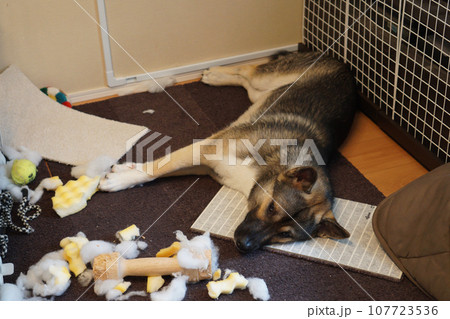 散らかした部屋に寝そべる犬 散らかした部屋に寝そべる犬 107723536