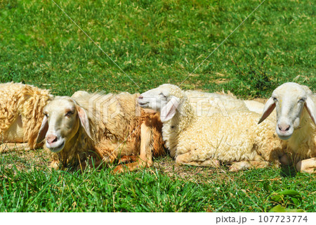 Sleepy sheep has a nap on a sunny day Sleepy sheep has a nap on a sunny day 107723774
