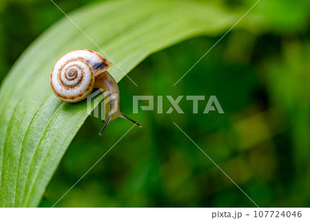 Garden Snail on Green Leaf 107724046