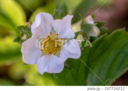 White Strawberry Flower Close up White Strawberry Flower Close up 107724212