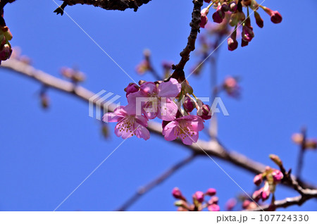飛鳥川の藤原京大橋の桜並木（河津桜） 107724330