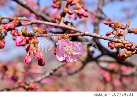 飛鳥川の藤原京大橋の桜並木(河津桜) 飛鳥川の藤原京大橋の桜並木(河津桜) 107724331