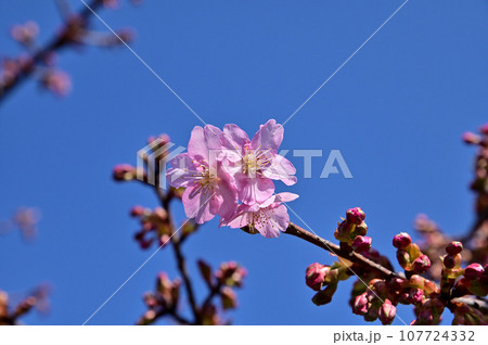飛鳥川の藤原京大橋の桜並木(河津桜) 飛鳥川の藤原京大橋の桜並木(河津桜) 107724332