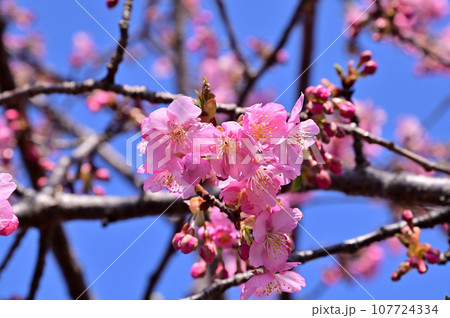 飛鳥川の藤原京大橋の桜並木（河津桜） 107724334