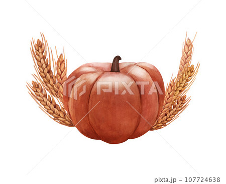 Watercolor realistic whole pumpkin and ears of wheat. Hand-drawn illustration isolated on white background. Perfect for menu cafe, template eco natural food, cooking, packing food, card thanksgiving. 107724638