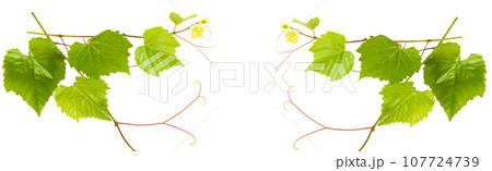 Grape leaves isolated on white. Collage. Free space for text. Wide photo. 107724739