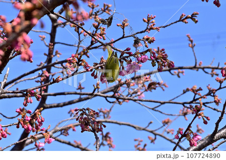 飛鳥川の河津桜とメジロ 107724890