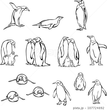 penguin, bird, chick, portrait, image, fauna, various poses, wildlife, white, black, vector 107724892